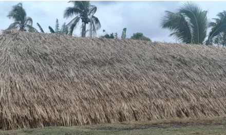 Erromango village prepares for 2024 cyclone season through traditional architecture